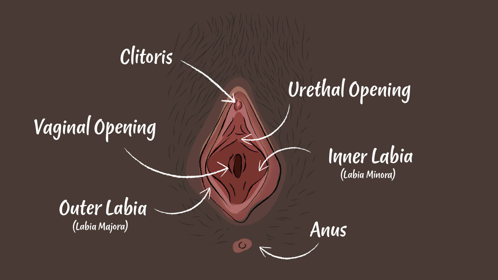 Digital illustration of a vulva